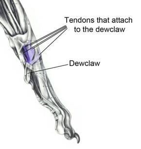 should dew claws be removed on great pyrenees